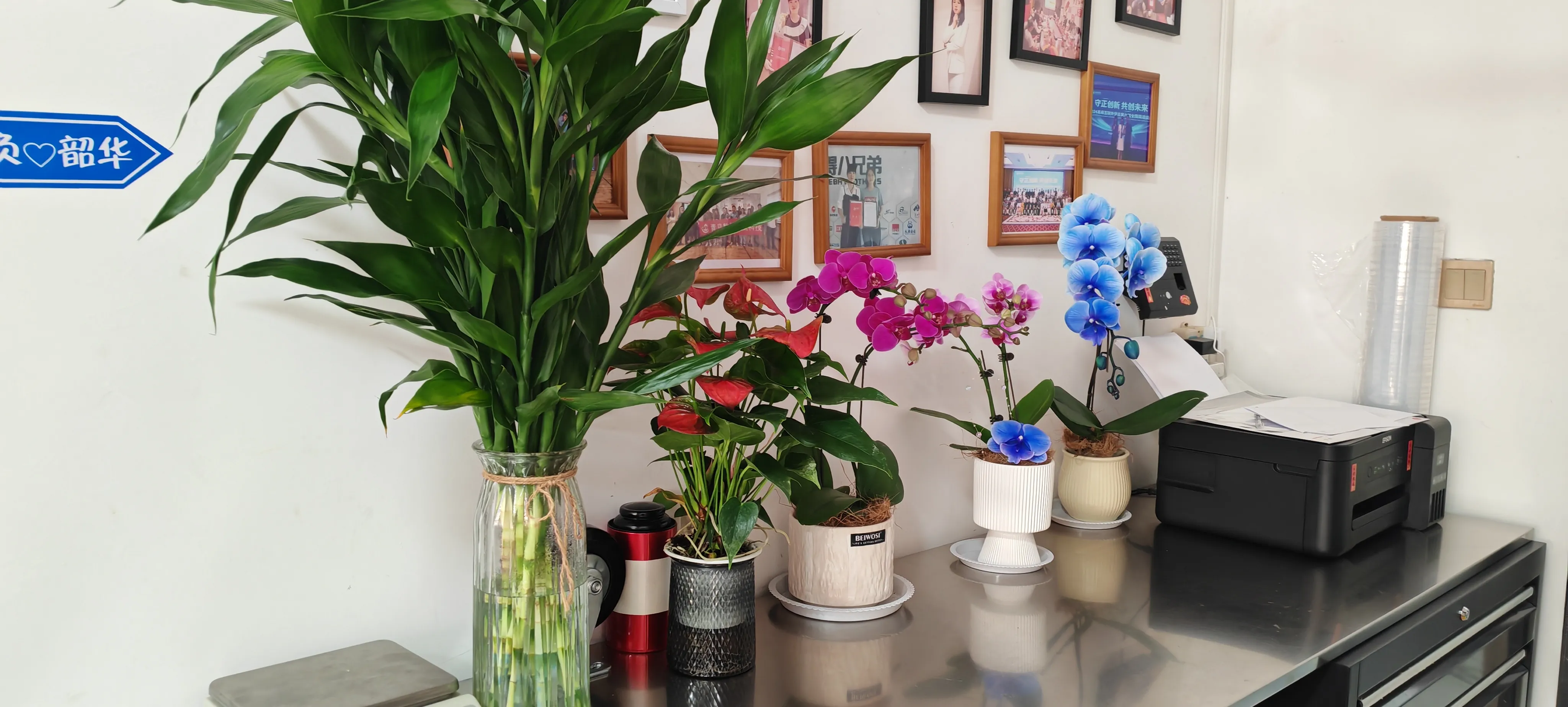 जोजो पैक के नए दोस्तों का स्वागत है!